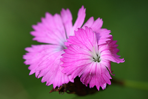 Makro-detail